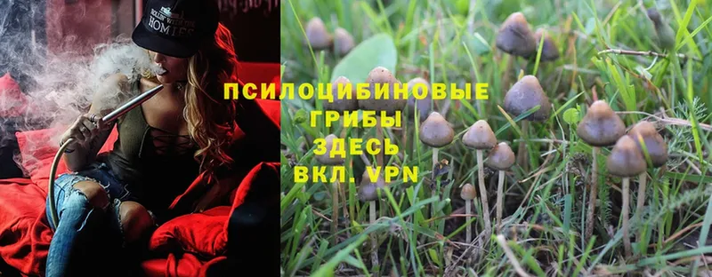 Псилоцибиновые грибы Psilocybe  как найти закладки  Каргополь 